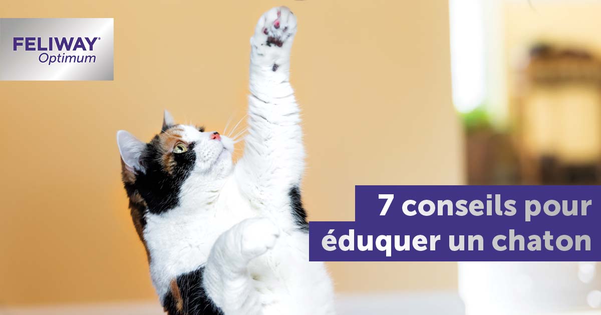 7 conseils pour éduquer un chaton, pour une relation toute en douceur
